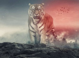 Tiger kboy_15